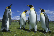 Falkland Islands by Danita Delimont