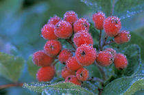 Rainier National Park; Elderberries covered in morning dew by Danita Delimont