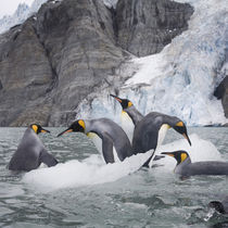 King Penguins (Aptenodytes patagonicus) swimming by iceberg calved from tidewater glacier along Golden Harbour on late summer morning by Danita Delimont