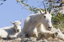 Mountain goat nanny with kid in Glacier National Park in Montana by Danita Delimont