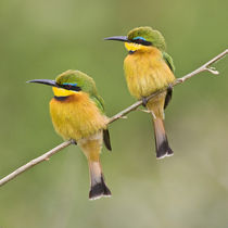 Little Bee Eaters at Manyara NP by Danita Delimont