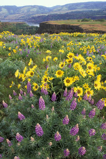 Balsam root meadow with lupine by Danita Delimont