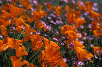 California Poppies and Davy Gilia von Danita Delimont