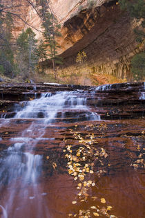 Archangel cascades in the Left Fork of the Virgin River in Zion National Park in Utah in autumn von Danita Delimont