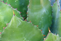 Agave (Agave shawii) von Danita Delimont