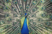 Male Peacock displaying (Pavo cristatus) by Danita Delimont