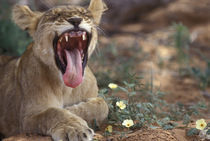 Lion cub yawns in acacia tree's shade (Panthera leo) by Danita Delimont