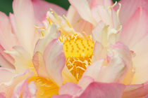 Lotus with ruffled petals von Danita Delimont