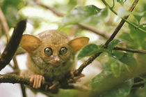 Tarsier (tarsius banacanus) by Danita Delimont