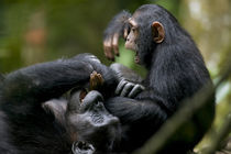 Juvenile Chimpanzee (Pan troglodytes) playing with adult in rainforest clearing von Danita Delimont