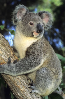 Portrait of a koala in an eucalyptus tree von Danita Delimont