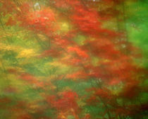 Abstract of maple trees seen through rainy windshield von Danita Delimont