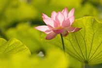 Lotus leaves to the sides and in background von Danita Delimont