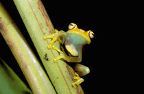 Tree frog (Hyla granosa) by Danita Delimont