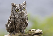 Front close-up of western screech owl sitting on log by Danita Delimont