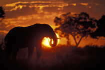 Bull Elephant (Loxodonta africanus) silhouetted by setting sun on Savuti Marsh by Danita Delimont