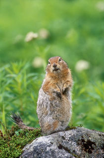 Wild arctic ground squirrel sitting on rock von Danita Delimont