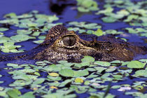 Spectacled Caiman by Danita Delimont
