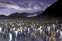 King Penguins (Aptenodytes patagonicus) von Danita Delimont