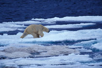 Polar bear (Ursus maritimus) on Chukchi Sea by Danita Delimont