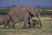 African Elephant by Danita Delimont