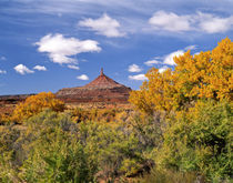 North Six Shooter Peak framed with Yellow Fall Cottonwoods von Danita Delimont