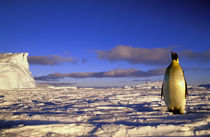 Emperor Penguin (Aptenodytes forsteri) von Danita Delimont