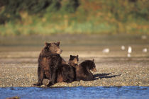 Alaskan peninsula von Danita Delimont