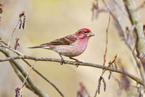 Cassin's finch on limb by Danita Delimont