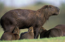 Pantanal Capybara (Hydrochoerus hydrochaeris) mother nursing several babies von Danita Delimont