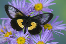 Sammamish Washington Photograph of Butterfly on Flowers by Danita Delimont