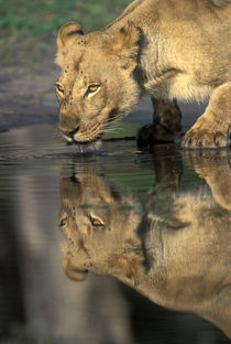 Lioness (Panthera leo) drinks from pool by Khwai River in early morning von Danita Delimont