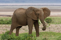 Elephant at Lake Manyara NP by Danita Delimont