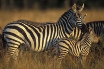 Plains Zebra (Equus burchelli) and calf in tall grass on savanna at sunrise by Danita Delimont