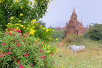 Cows grazing near Bagan temples von Danita Delimont