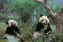 Giant Panda Sanctuary - Young Panda eating bamboo (ailuropoda melanoleuca) by Danita Delimont