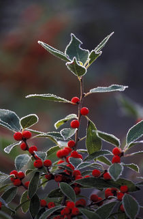 Holly berries with frost von Danita Delimont