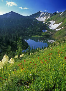 Alpine Wildflowers in the Jewel Basin in the Swan Range of Montana by Danita Delimont