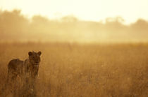 Male Lion (Panthera leo) walking in tall grass near Khwai River at dawn by Danita Delimont