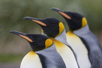 King Penguins (Aptenodytes patagonicus) standing in a row on beach in crowded rookery at Salisbury Plains von Danita Delimont