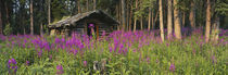 Abandoned cabin and fireweeds by Danita Delimont