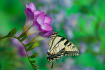 Eastern Tiger Swallowtail on Fresia - Sammamish Washington by Danita Delimont