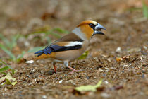 Hawfinch (Coccothraustes coccothraustes) male eating hornbeam seed on forest floor von Danita Delimont