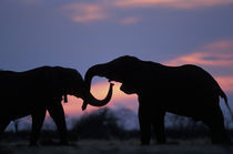 Elephants (Loxodonta africana) silhouetted by setting sun at Marabou Pan in Savuti Marsh by Danita Delimont