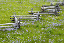 Meadow of penstemon wildflowers and cross stitch fence in the Sawtooth National Forest near Stanley Idaho by Danita Delimont