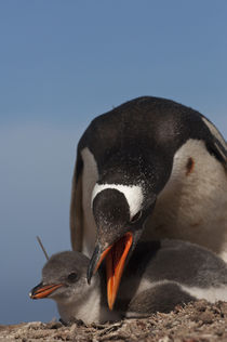 Falkland Islands by Danita Delimont