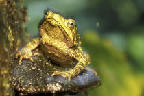 Close-up of Green Climbing Toad (Bufo coniferus) in rainforest near San Juan River von Danita Delimont