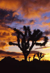 Spectacular Sunrise at Joshua Tree National Park in California von Danita Delimont