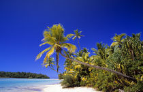 Palm lined beach Cook Islands von Danita Delimont