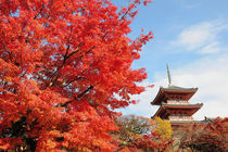 Kiyomizu temple in Autumn color by Danita Delimont